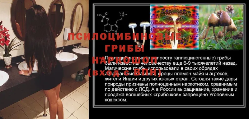 наркота  Алатырь  Галлюциногенные грибы MAGIC MUSHROOMS 